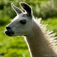 Click here for Alpaccas & Llamas