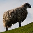 Click here for Sheep